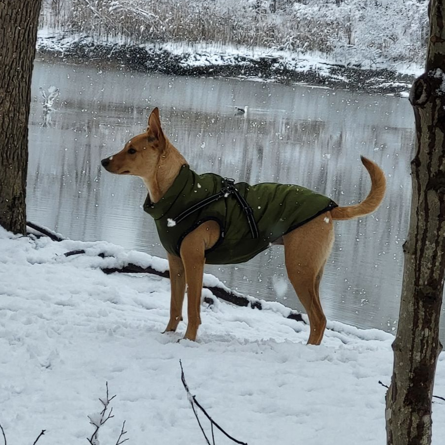 GlamourPup™ Shield Coat